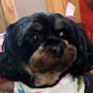 Meet your Posher, Lilly